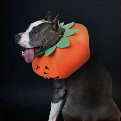 Cute Pumpkin Collars for Pets. Perfect Halloween Accessories. - Happy Pets