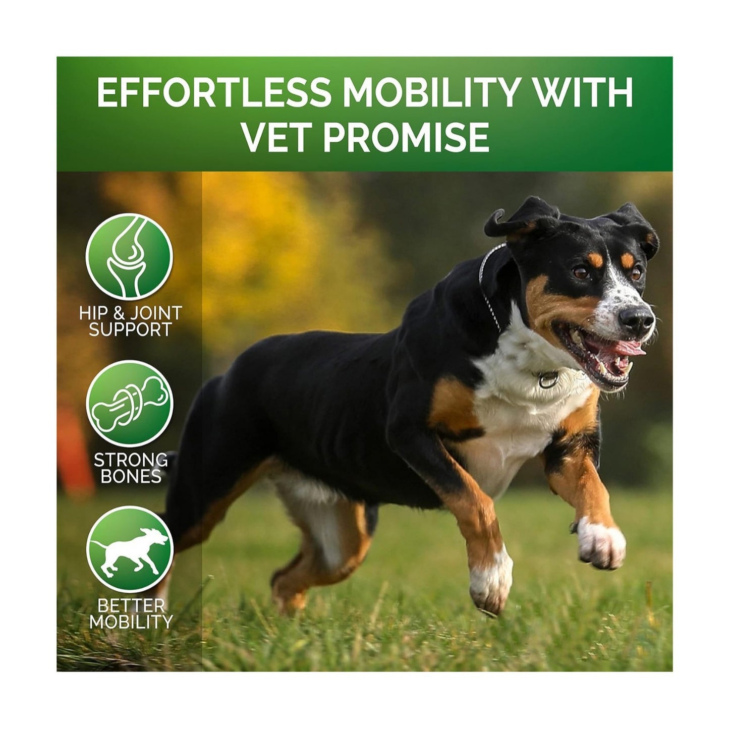 Dog running, showcasing effortless mobility with Pet Hip & Joint Supplement Chondroitin, supported by vet promise