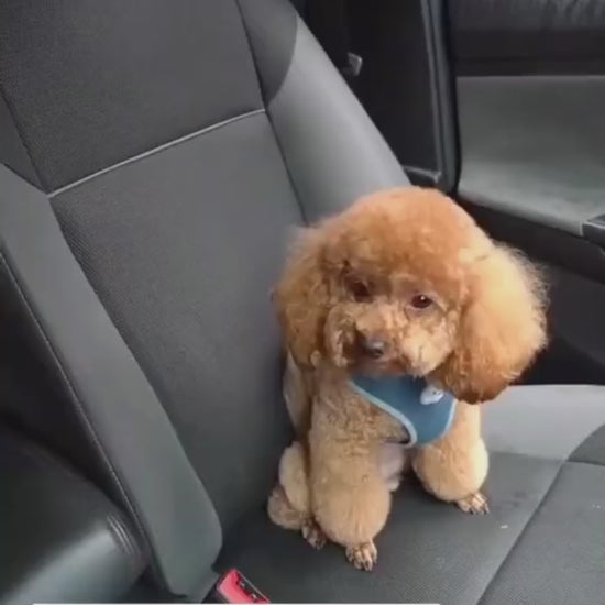 Adjustable pet car seat belt for dogs and cats – safety travel harness video