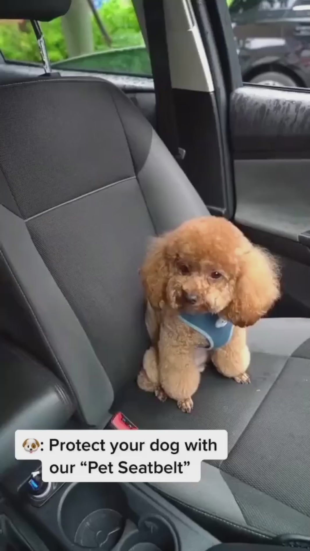 Adjustable pet car seat belt for dogs and cats – safety travel harness video